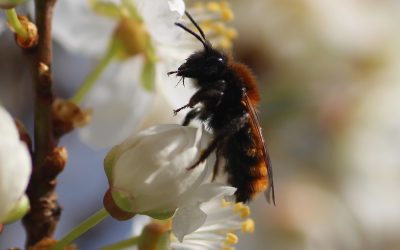 Ako vznikli včely?