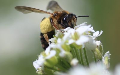 Na poplach nebijú len včely, ale aj ďalšie vzácne opeľovače